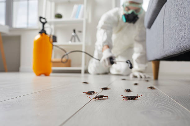 Commercial Kitchen Cockroach Control in Palm Springs North